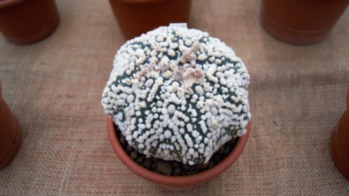 Astrophytum myriostigma var