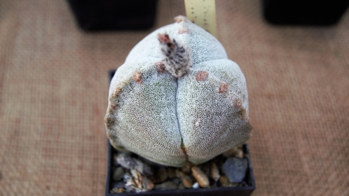 Astrophytum myriostigma var tricostatum